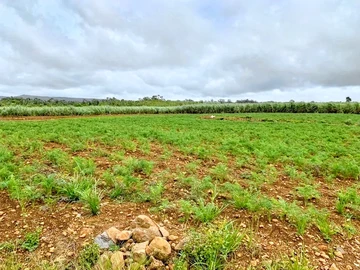 Terrain Agricole